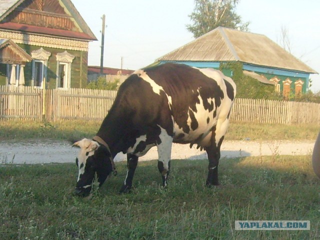 Деревенская Америка