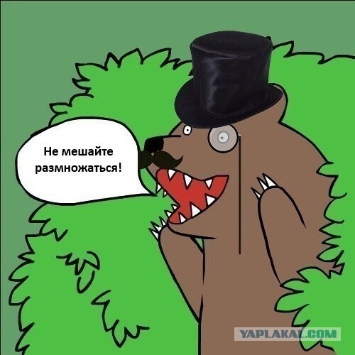 На Камчатке сократят вертолётные экскурсии ради медведей