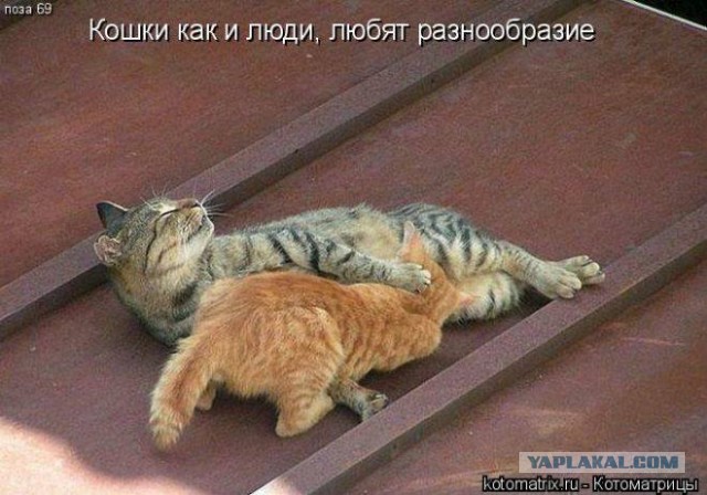 Сходили на пикник а там секАс кругом