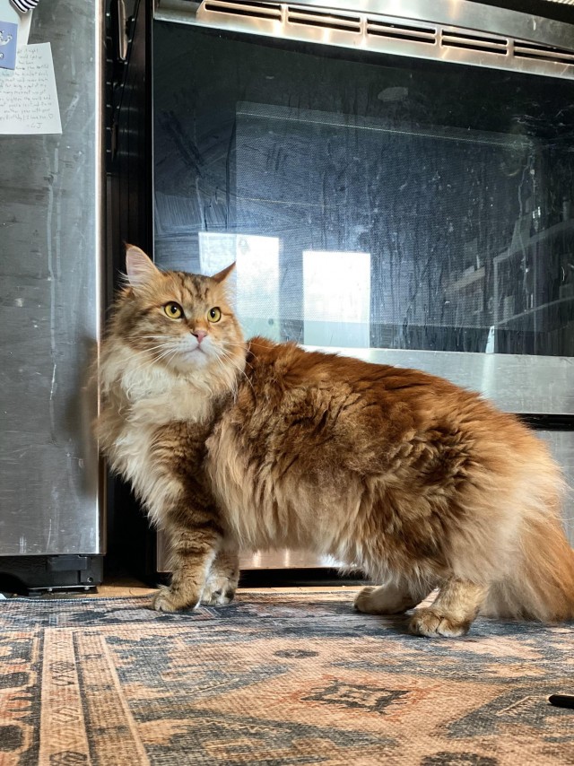 Рыжий шикарный котище