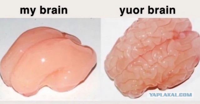 Кривой мозг
