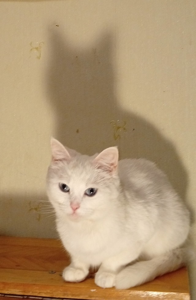 Про кошек. Было и стало