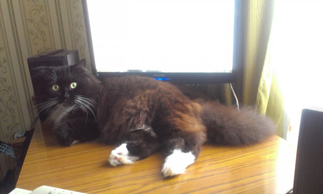 Котовторник 8.10.2013
