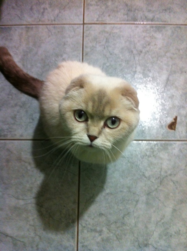 Котовторник   15.04.2014