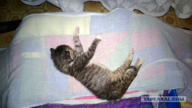 Зверьё моё!