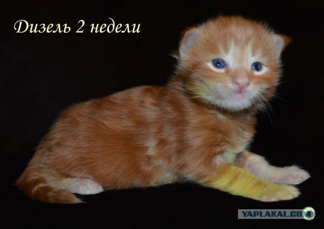 Котята Мейн Кун в Крыму