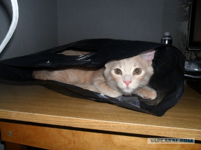 Котовторник 22.07.14