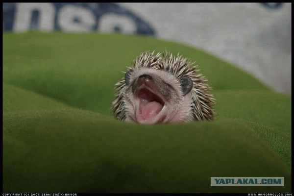 Чёрт, чёрт, чёрт!