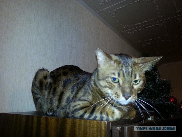 Котовторник 20.01.2015