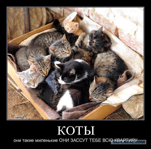 Пятничные  демотиваторы...