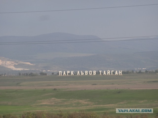 Парк львов Тайган, Крым