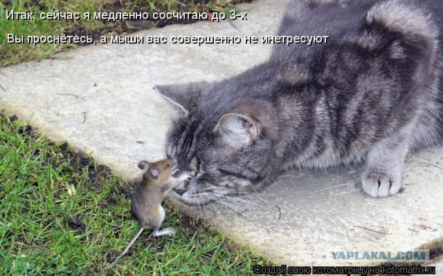 Прикольные коты