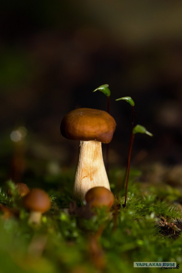 Удивительный мир грибов