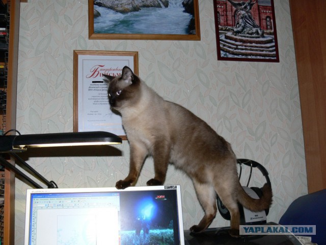 Котовторник 26.01.2016