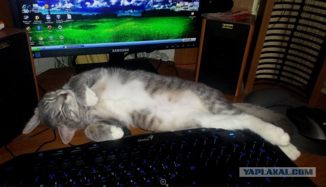 Мимимишности пост