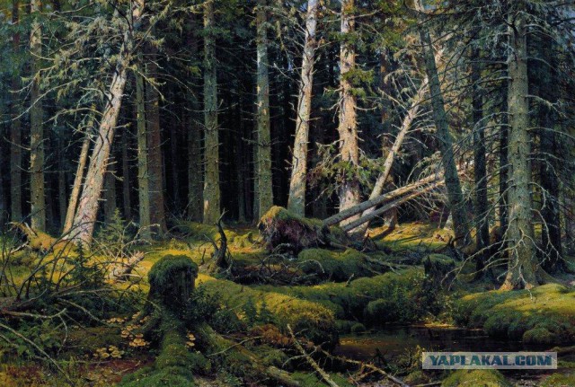 Тайги обожания пост