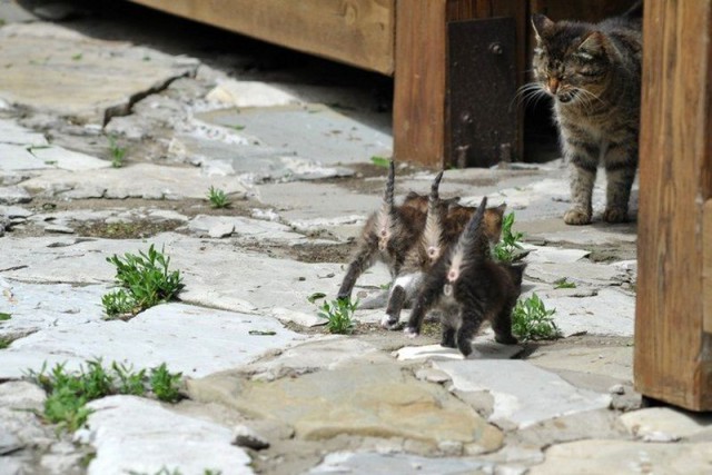 Демы к котовторнику!