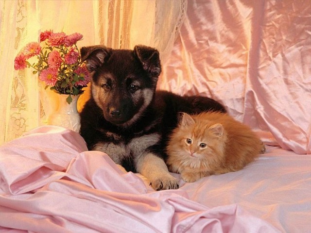 Прикольные собаки на среду