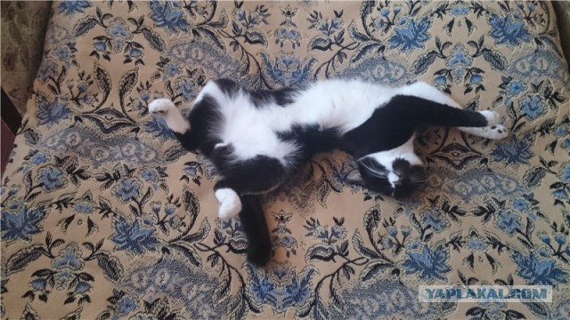 Котовторник 25.10. 2016