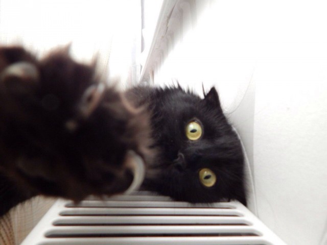 Коты и Кошки