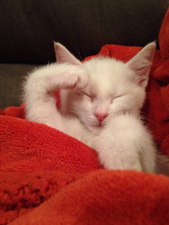 Коты и Кошки