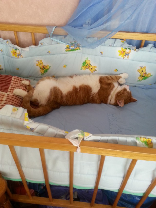 Коты и Кошки