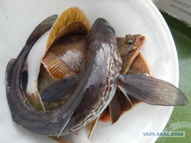 Морское меню Колымского рыбака