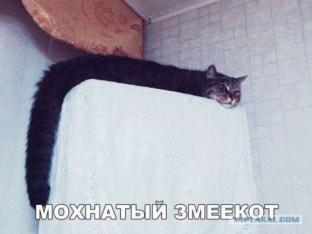 Картинки всякие для поднятия настроения