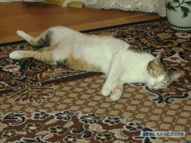Котовторник 1.08.17