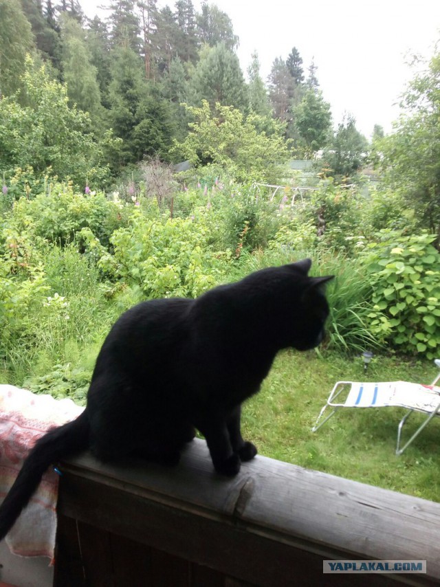 Котовторник 1.08.17