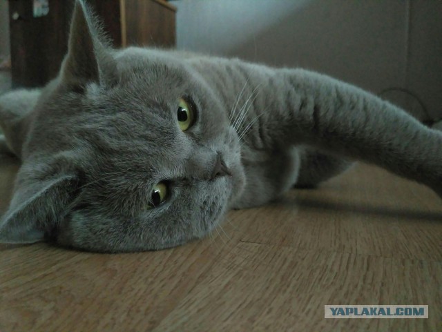 Котовторник  15.08.2017