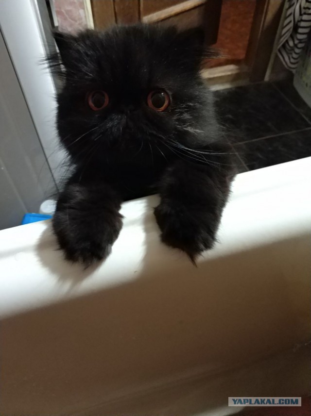Котовторник 07.11.2017