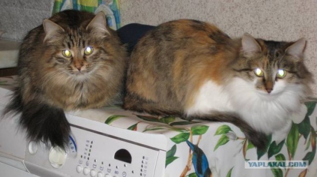 Сердечные коты