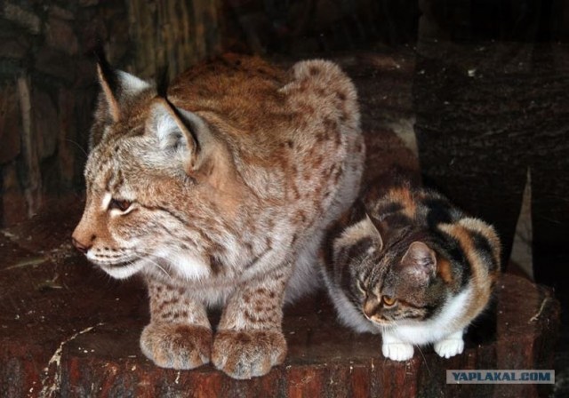 Первый котовторник июля