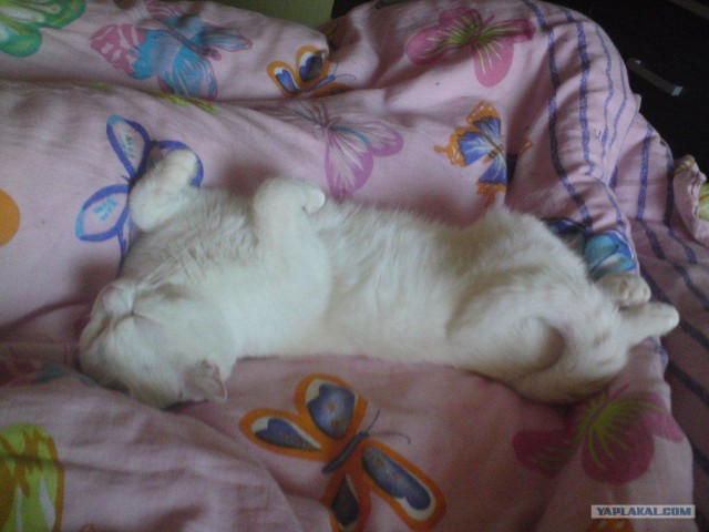 Котовторник 17 января