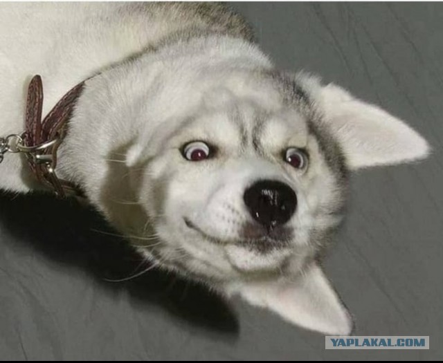 Мой кот