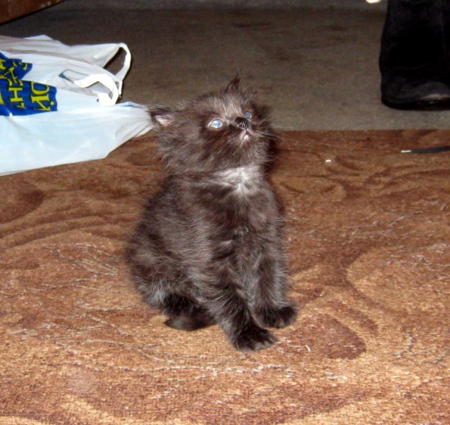 Котовторник (31.01.2012)