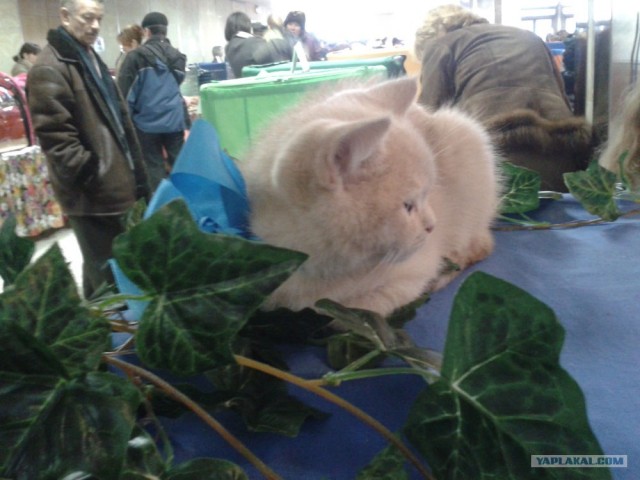 Котовторник 27.03.2012