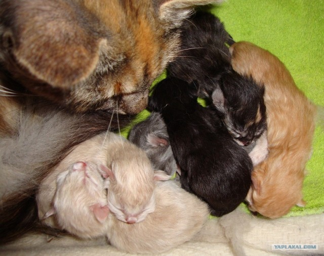 Котовторник 31.07.2012 г.