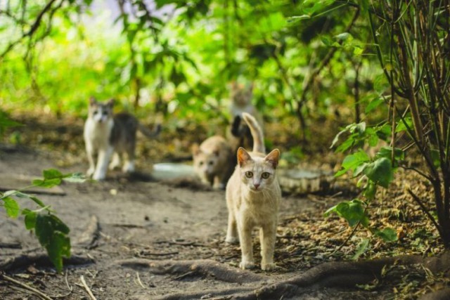 Вся красота уличных котов