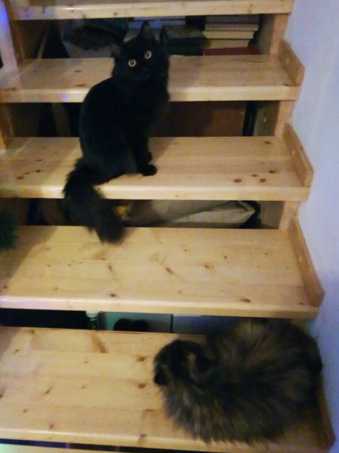 Котовторник 26.02.13