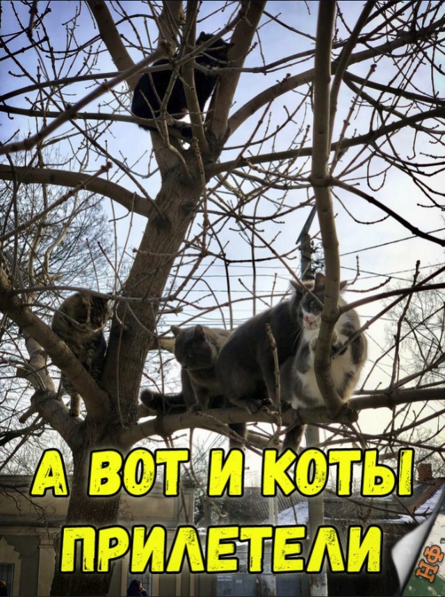 Нестандартный юмор