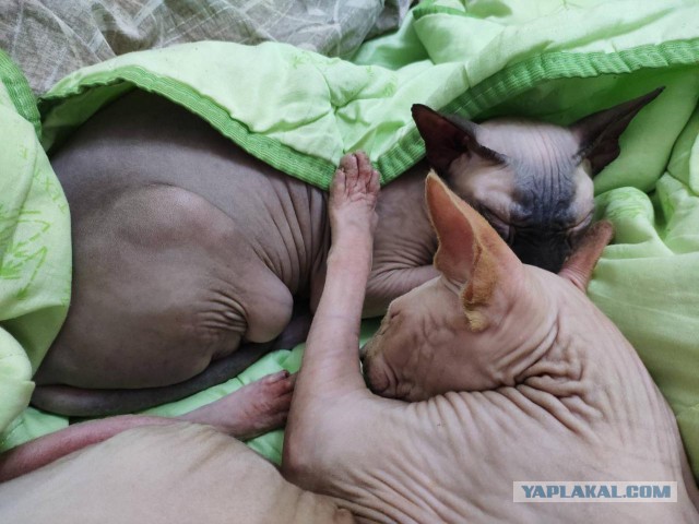 Котовторник однако