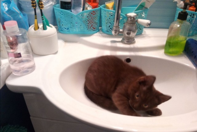 Котовторник 14.07.2020
