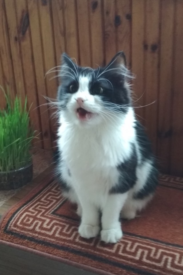 Смешные коты 25.08.20