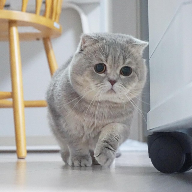 Эти забавные животные