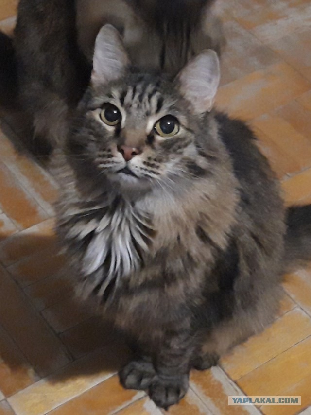 Котовторник же!