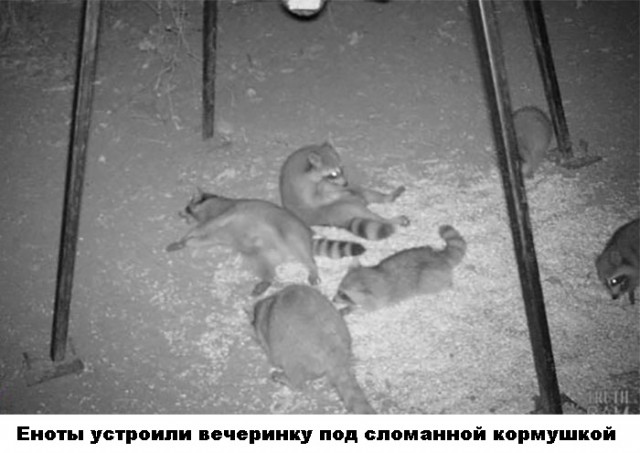 Весёлый полтишок 26.09