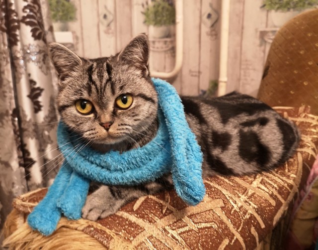 Котовторник 05.10.21 г