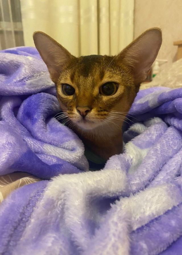 Котовторник. Февраль